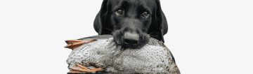 Skyddsväst hund